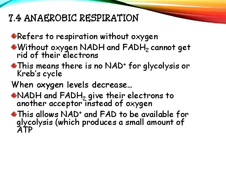 7. 4 ANAEROBIC RESPIRATION Refers to respiration without oxygen Without oxygen NADH and FADH