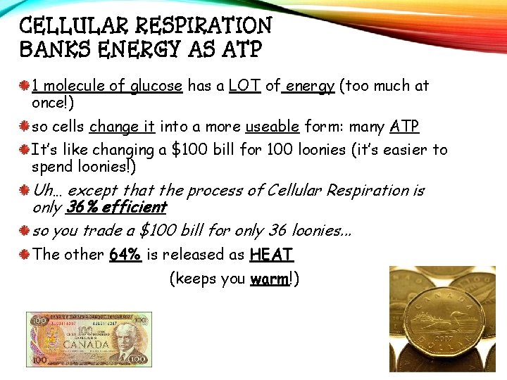 CELLULAR RESPIRATION BANKS ENERGY AS ATP 1 molecule of glucose has a LOT of