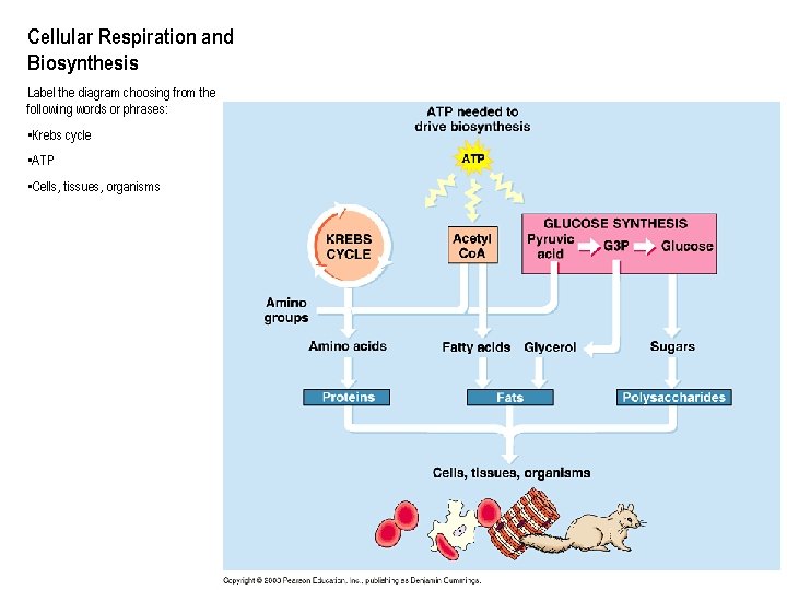 Cellular Respiration and Biosynthesis Label the diagram choosing from the following words or phrases: