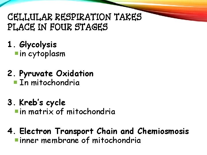 CELLULAR RESPIRATION TAKES PLACE IN FOUR STAGES 1. Glycolysis in cytoplasm 2. Pyruvate Oxidation