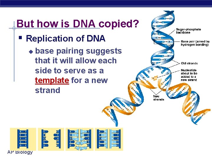 But how is DNA copied? § Replication of DNA u AP Biology base pairing
