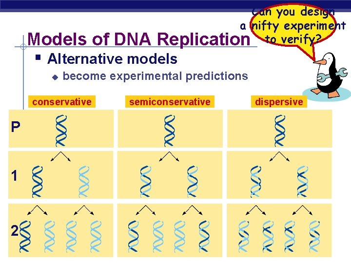 Can you design a nifty experiment Replication to verify? Models of DNA § Alternative