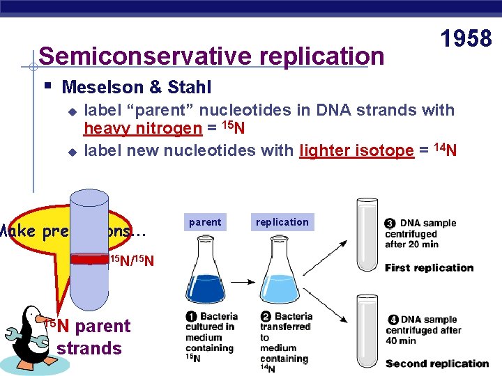 Semiconservative replication 1958 § Meselson & Stahl u u label “parent” nucleotides in DNA