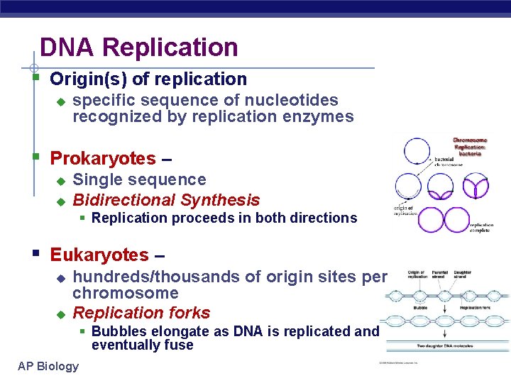 DNA Replication § Origin(s) of replication u specific sequence of nucleotides recognized by replication
