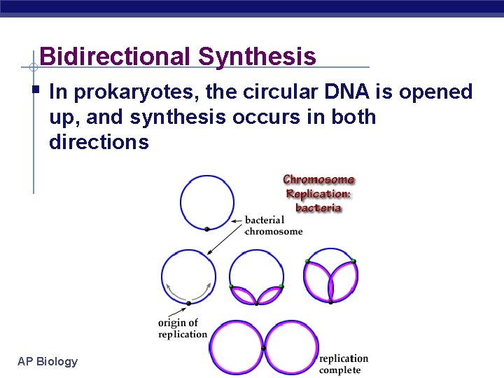 Bidirectional Synthesis § In prokaryotes, the circular DNA is opened up, and synthesis occurs
