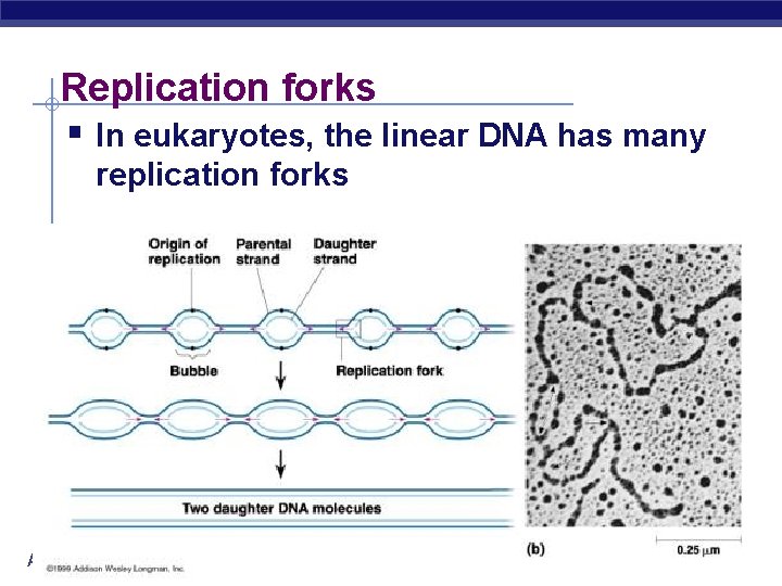 Replication forks § In eukaryotes, the linear DNA has many replication forks AP Biology
