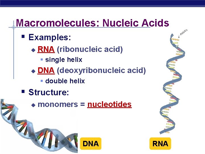 Macromolecules: Nucleic Acids § Examples: u RNA (ribonucleic acid) § single helix u DNA