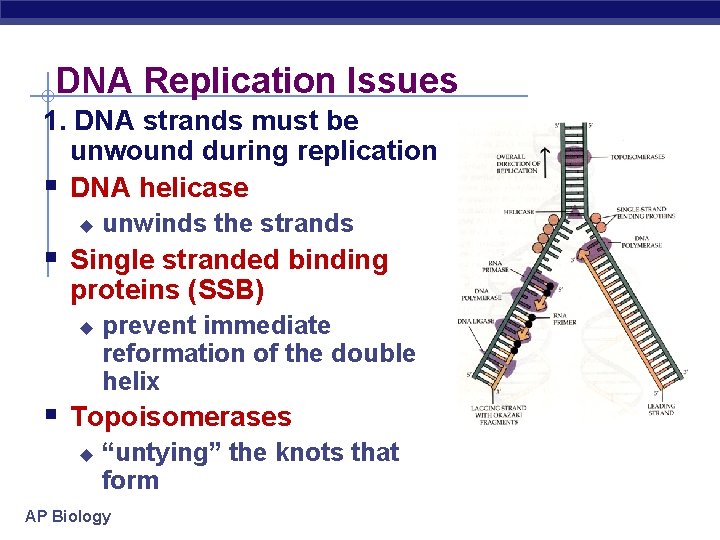 DNA Replication Issues 1. DNA strands must be unwound during replication § DNA helicase