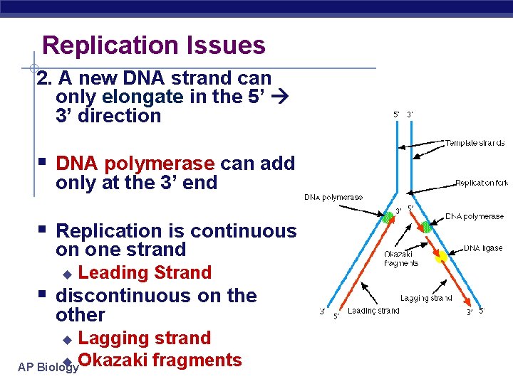 Replication Issues 2. A new DNA strand can only elongate in the 5’ 3’