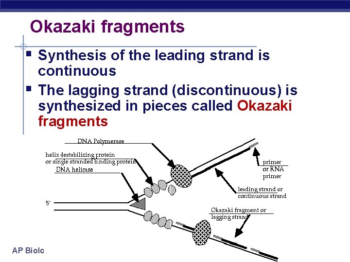 Okazaki fragments § Synthesis of the leading strand is § continuous The lagging strand