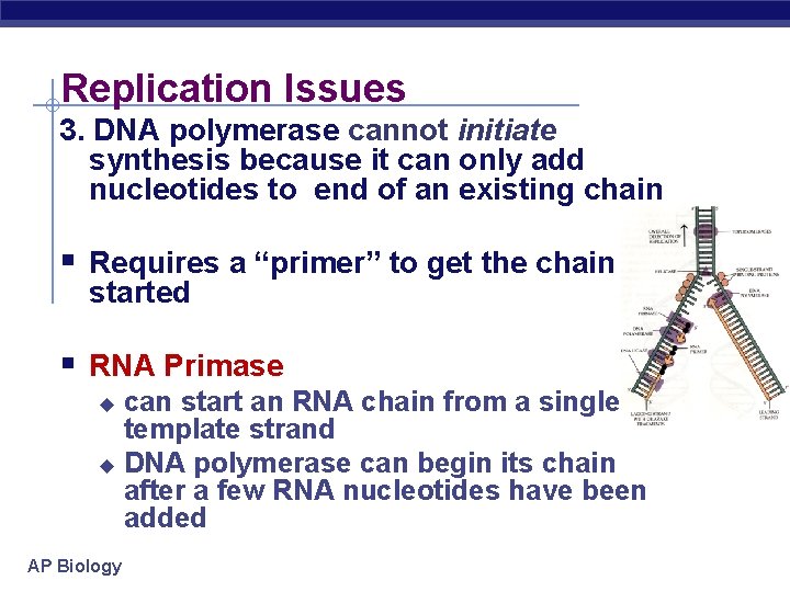 Replication Issues 3. DNA polymerase cannot initiate synthesis because it can only add nucleotides