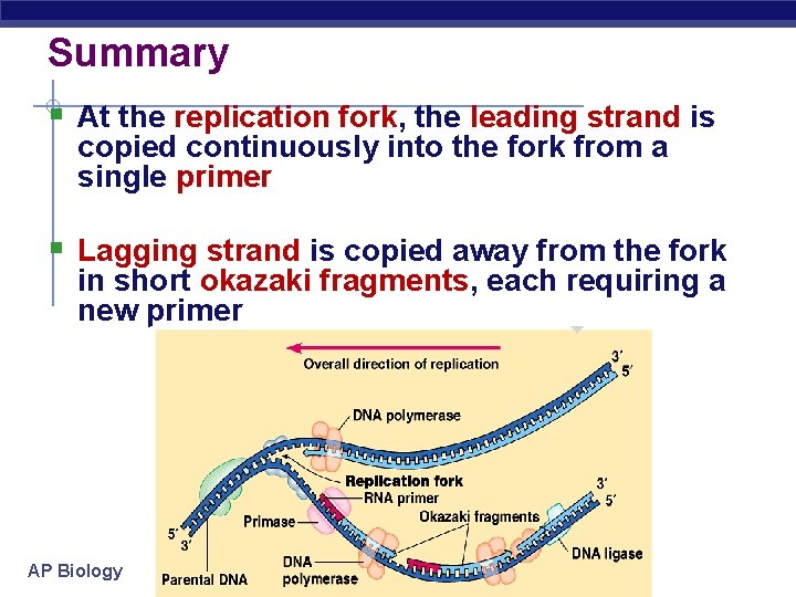 Summary § At the replication fork, the leading strand is copied continuously into the