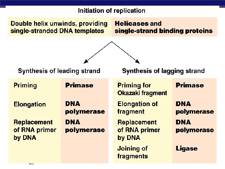 AP Biology 
