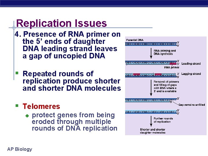 Replication Issues 4. Presence of RNA primer on the 5’ ends of daughter DNA