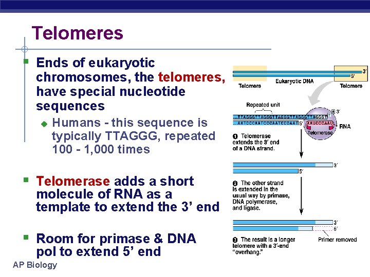 Telomeres § Ends of eukaryotic chromosomes, the telomeres, have special nucleotide sequences u Humans