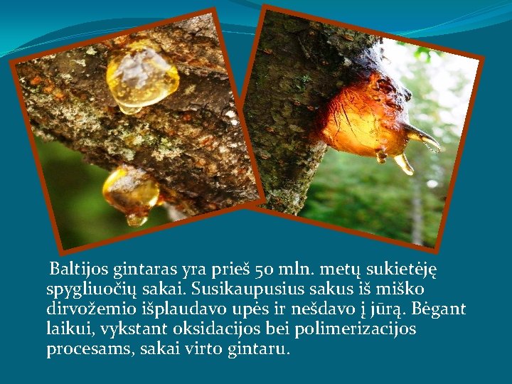 Baltijos gintaras yra prieš 50 mln. metų sukietėję spygliuočių sakai. Susikaupusius sakus iš miško