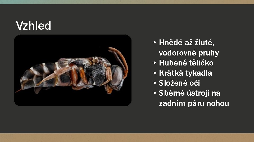 Vzhled • Hnědé až žluté, vodorovné pruhy • Hubené tělíčko • Krátká tykadla •