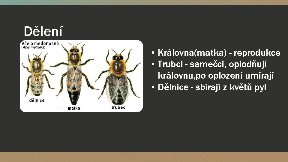 Dělení • Královna(matka) - reprodukce • Trubci - samečci, oplodňují královnu, po oplození umírají