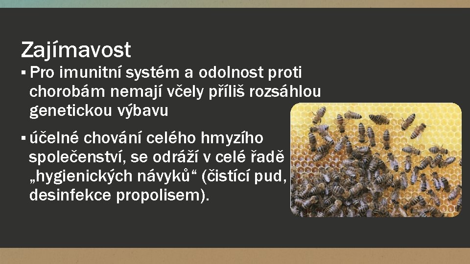 Zajímavost ▪ Pro imunitní systém a odolnost proti chorobám nemají včely příliš rozsáhlou genetickou