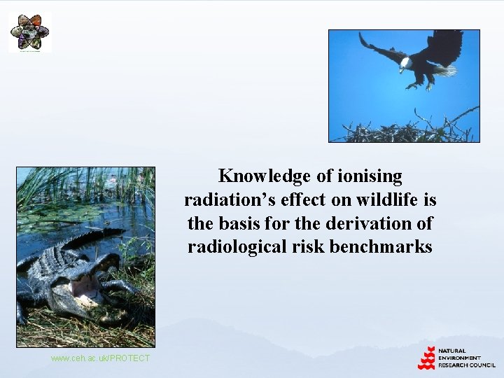 Knowledge of ionising radiation’s effect on wildlife is the basis for the derivation of