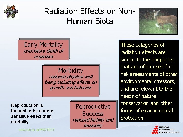 Radiation Effects on Non. Human Biota Early Mortality premature death of organism Morbidity reduced