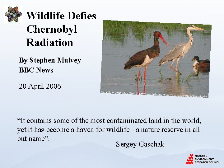 Wildlife Defies Chernobyl Radiation By Stephen Mulvey BBC News 20 April 2006 “It contains