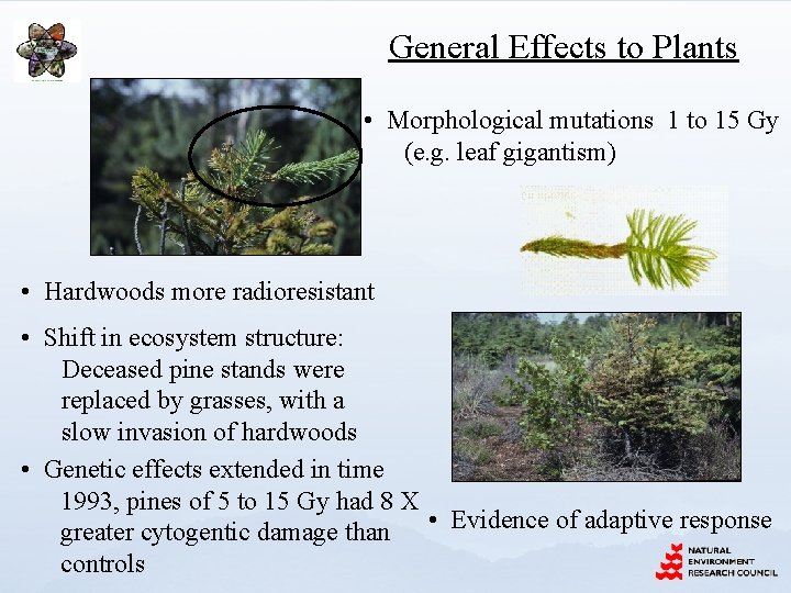 General Effects to Plants • Morphological mutations 1 to 15 Gy (e. g. leaf