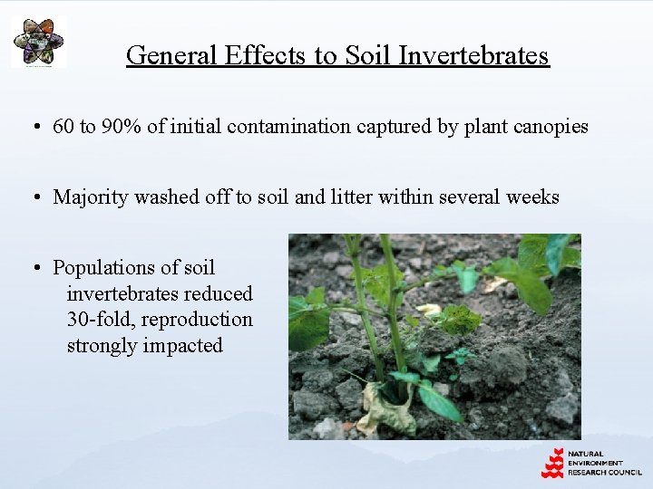 General Effects to Soil Invertebrates • 60 to 90% of initial contamination captured by