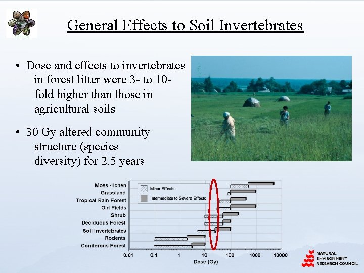 General Effects to Soil Invertebrates • Dose and effects to invertebrates in forest litter