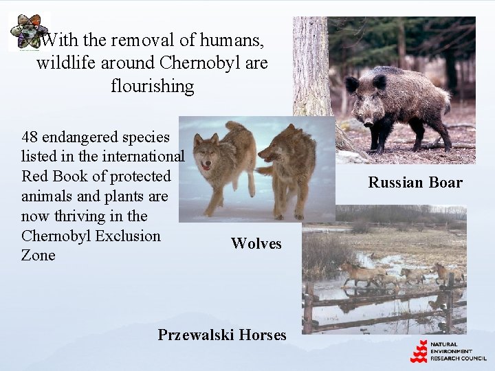 With the removal of humans, wildlife around Chernobyl are flourishing 48 endangered species listed