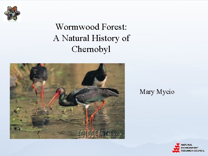 Wormwood Forest: A Natural History of Chernobyl Mary Mycio 