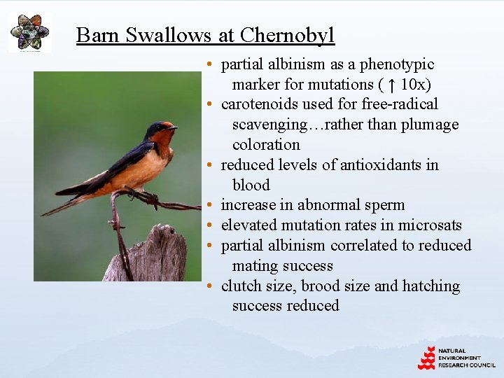 Barn Swallows at Chernobyl • partial albinism as a phenotypic marker for mutations (