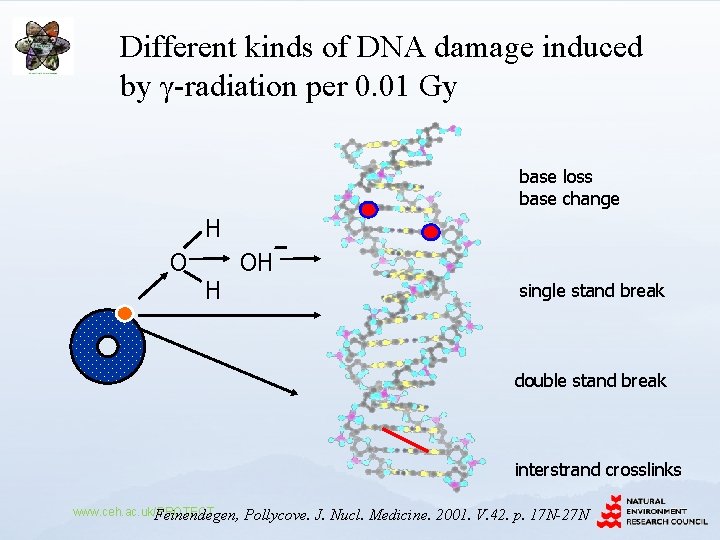 Different kinds of DNA damage induced by γ-radiation per 0. 01 Gy base loss
