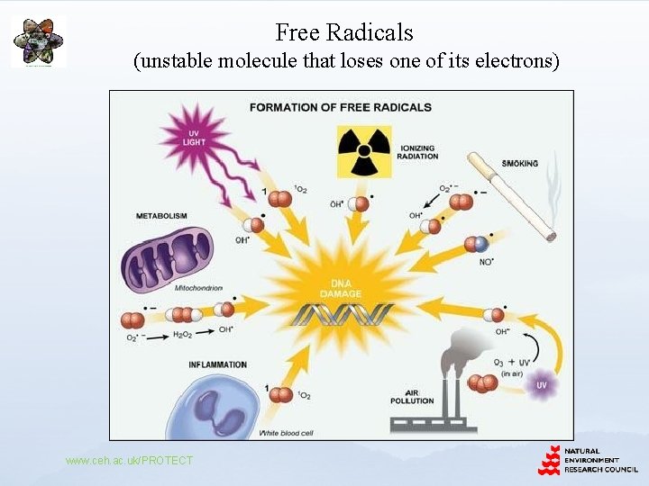 Free Radicals (unstable molecule that loses one of its electrons) www. ceh. ac. uk/PROTECT