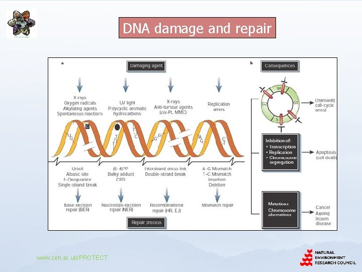 DNA damage and repair www. ceh. ac. uk/PROTECT 