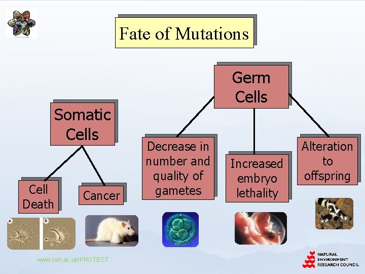 Fate of Mutations Somatic Cells Cell Death Cancer www. ceh. ac. uk/PROTECT Germ Cells