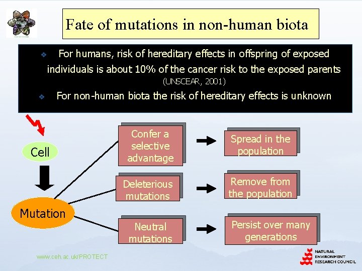 Fate of mutations in non-human biota For humans, risk of hereditary effects in offspring