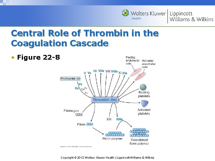 Central Role of Thrombin in the Coagulation Cascade • Figure 22 -8 Copyright ©