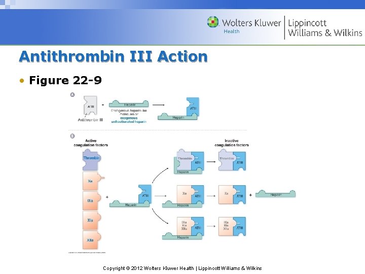 Antithrombin III Action • Figure 22 -9 Copyright © 2012 Wolters Kluwer Health |