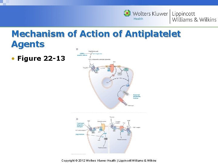 Mechanism of Action of Antiplatelet Agents • Figure 22 -13 Copyright © 2012 Wolters