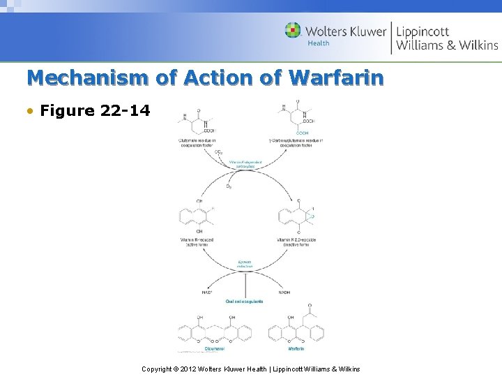 Mechanism of Action of Warfarin • Figure 22 -14 Copyright © 2012 Wolters Kluwer
