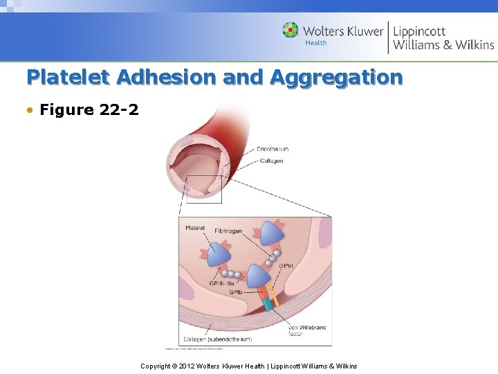 Platelet Adhesion and Aggregation • Figure 22 -2 Copyright © 2012 Wolters Kluwer Health