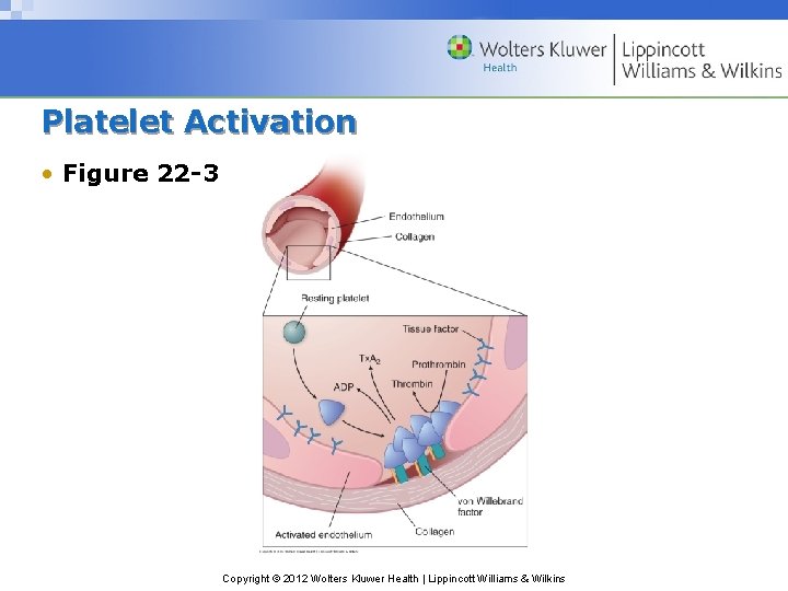 Platelet Activation • Figure 22 -3 Copyright © 2012 Wolters Kluwer Health | Lippincott