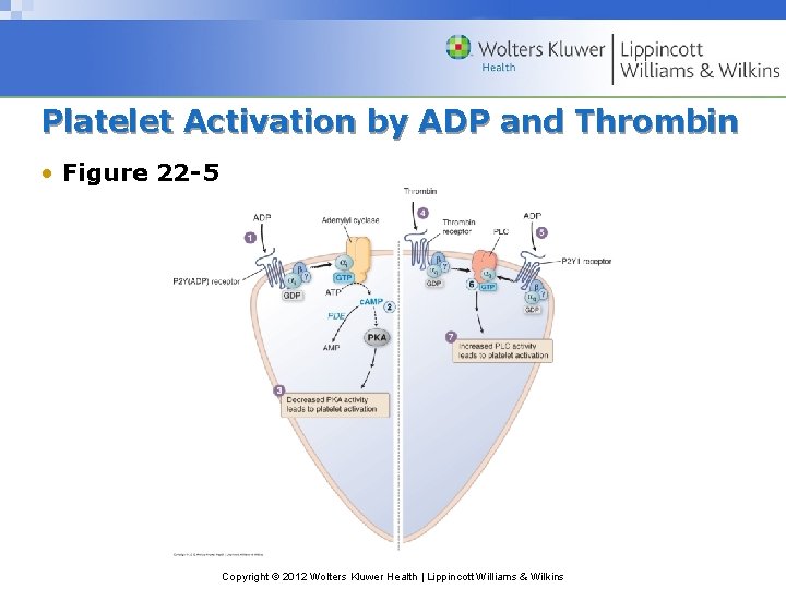 Platelet Activation by ADP and Thrombin • Figure 22 -5 Copyright © 2012 Wolters