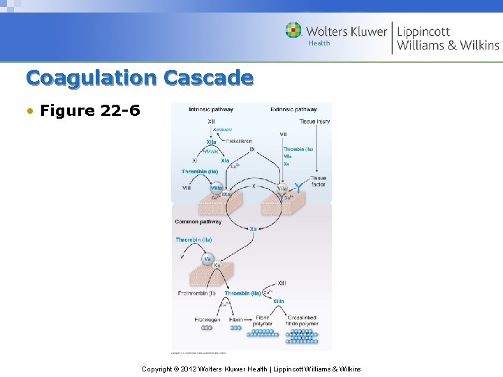 Coagulation Cascade • Figure 22 -6 Copyright © 2012 Wolters Kluwer Health | Lippincott