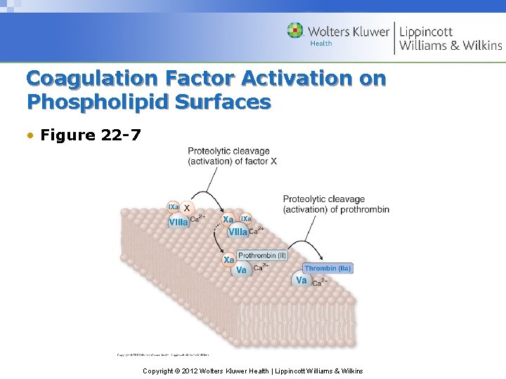 Coagulation Factor Activation on Phospholipid Surfaces • Figure 22 -7 Copyright © 2012 Wolters