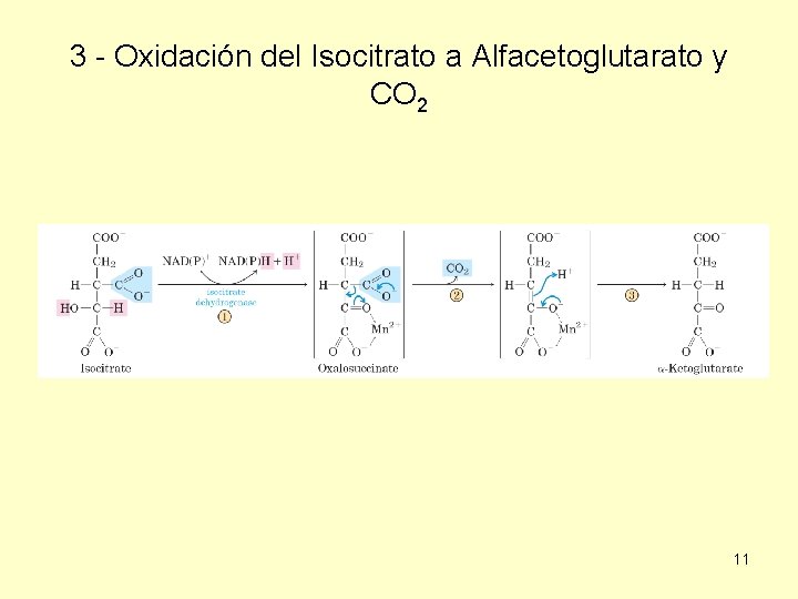 3 - Oxidación del Isocitrato a Alfacetoglutarato y CO 2 11 