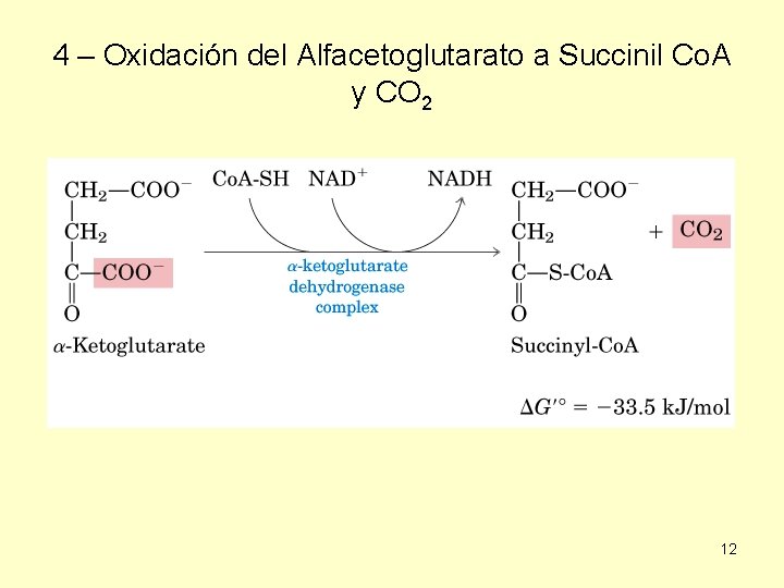 4 – Oxidación del Alfacetoglutarato a Succinil Co. A y CO 2 12 