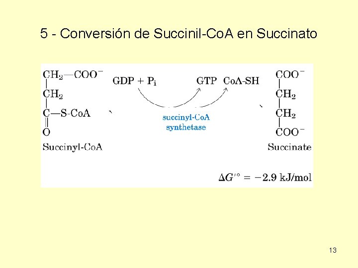 5 - Conversión de Succinil-Co. A en Succinato 13 