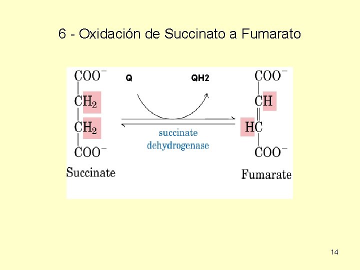 6 - Oxidación de Succinato a Fumarato Q QH 2 14 